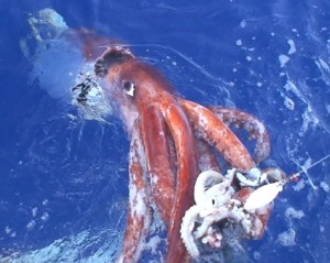 Investigadores japoneses capturan calamar gigante
