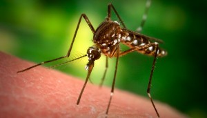 8 datos interesantes sobre los mosquitos