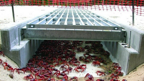 paso-subterraneo-para-cangrejos