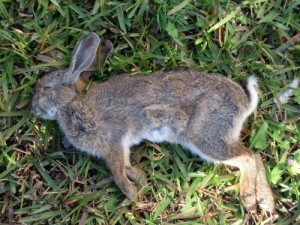 De cómo un conejo muerto podría alterar los juicios por asesinato en Estados Unidos